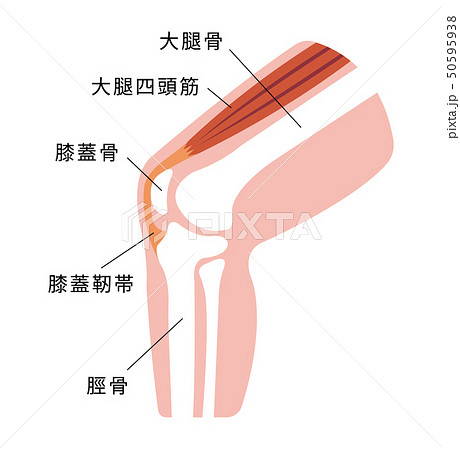 膝 関節 断面 図解 イラストのイラスト素材