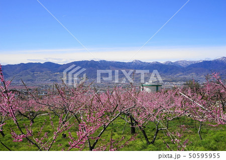 4月　笛吹63桃桜の花と桃源郷と奥秩父連峰・釈迦堂遺跡付近 50595955