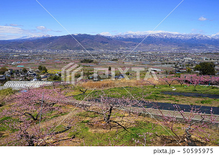 4月　笛吹44桃桜の花と桃源郷と八ヶ岳方面・花鳥山展望台 50595975