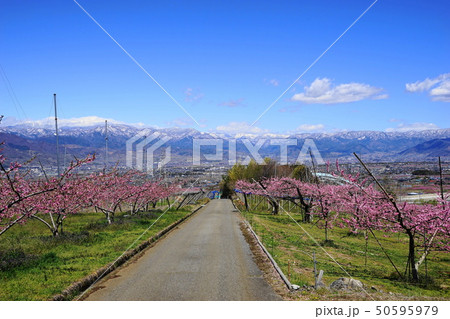 4月　笛吹37桃桜の花と桃源郷・奥秩父連峰 50595979