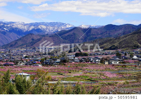 4月　笛吹34桃桜の花と桃源郷・奥秩父連峰 50595981