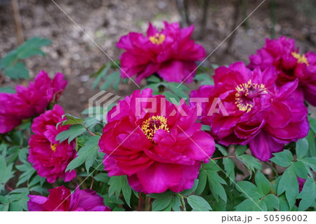 4月　上野157春ﾎﾞﾀﾝ･東照宮ぼたん苑 50596002