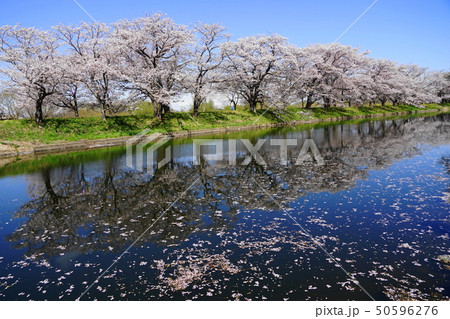 4月　つくばみらい06福岡堰さくら公園の桜並木 50596276