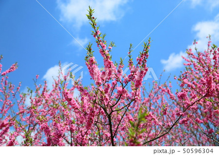 桃の花 桃の花 50596304