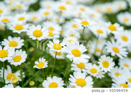 マーガレット 50596459