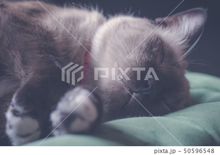 portrait home gray cat resting in a sofa 50596548
