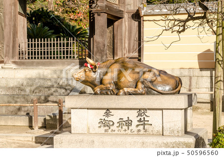 Bronze bull statue in Dazaifu shrine in Fukuoka 50596560