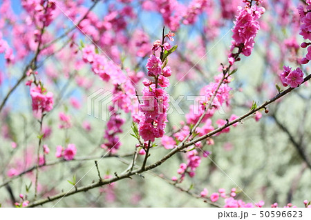 桃の花 50596623