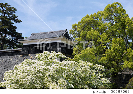 初夏の松江城二の丸 50597065