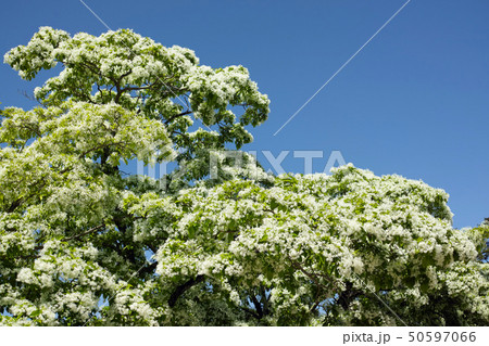 初夏のヒトツバタゴ 50597066