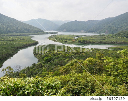 マングローブ＠加計呂麻島 50597129