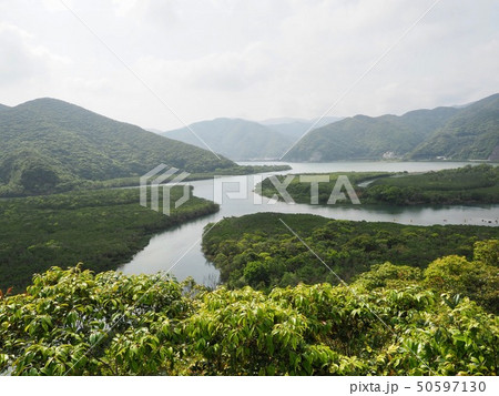 マングローブ＠加計呂麻島 50597130