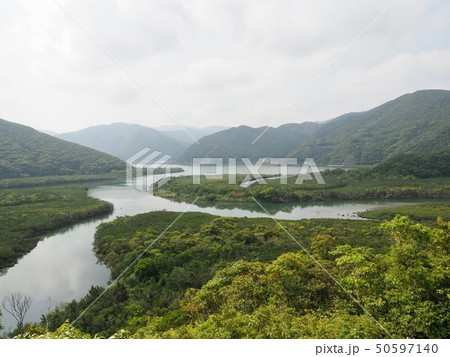 マングローブ＠加計呂麻島 50597140