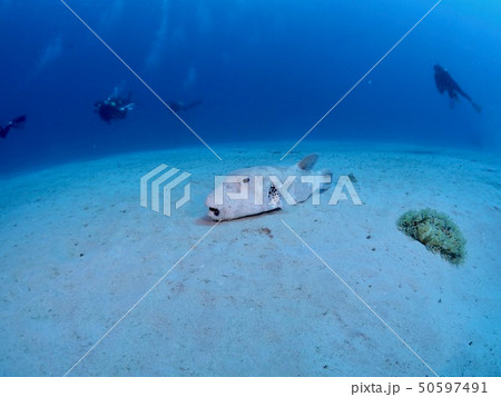 フグ＠加計呂麻島 50597491