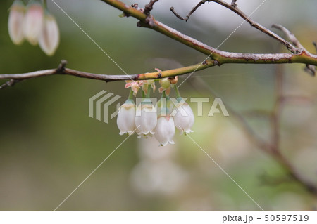 ブルーベリーの花 50597519