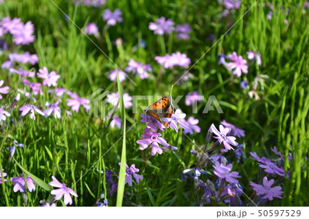 シジミチョウと芝桜 50597529