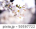 春の桜 50597722