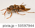 ヤマトアシナガバチ 50597944