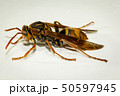 ヤマトアシナガバチ 50597945