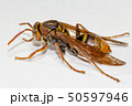 ヤマトアシナガバチ 50597946