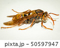 ヤマトアシナガバチ 50597947