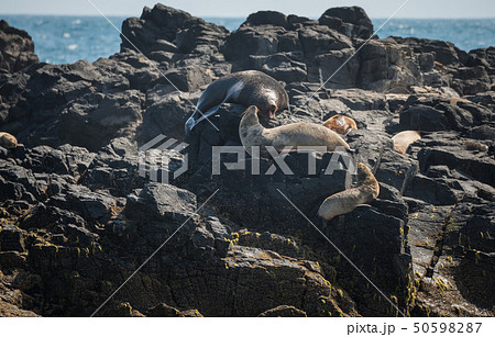 Fur seals live on the seal rock in Phillip island. Fur seals live on the seal rock in Phillip island. 50598287
