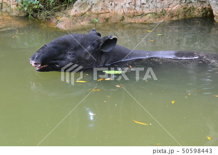 Malayan Tapir (Tapirus indicus) in water 50598443