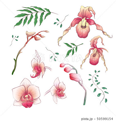 Orchid Tropical Flowers Floral Elements in hand 50599154