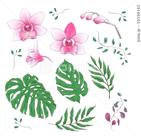 Orchid Tropical Flowers Floral Elements in hand 50599162