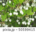 ドウダンツツジの花 50599415
