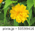 八重の山吹 50599416