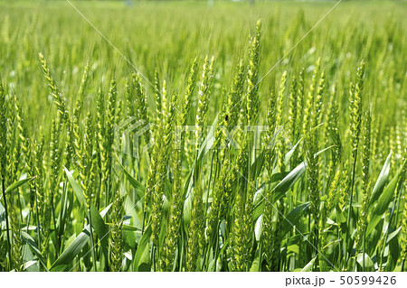 小麦の花と穂　　 50599426