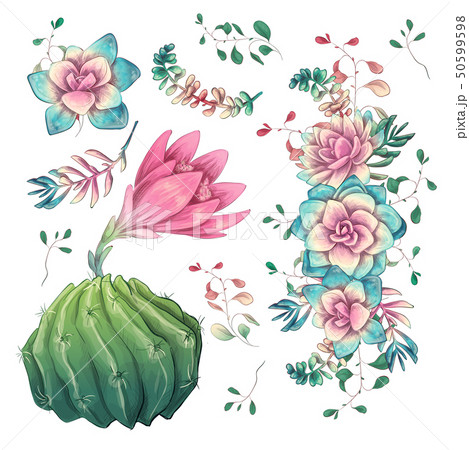 Succulents. Cacti hand drawn on a white Succulents. Cacti hand drawn on a white 50599598