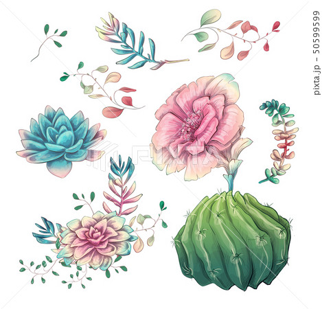 Succulents. Cacti hand drawn on a white 50599599
