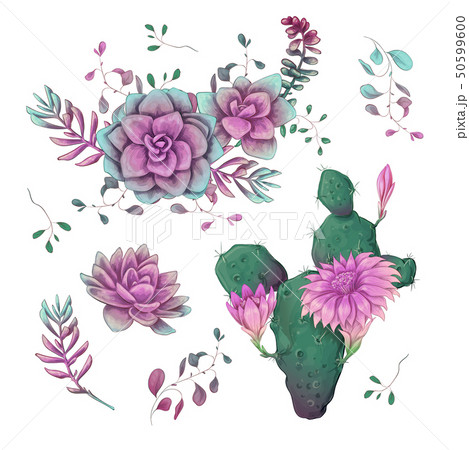 Succulents. Cacti hand drawn on a white Succulents. Cacti hand drawn on a white 50599600