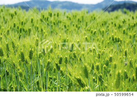 初夏の麦 麦畑　 50599654