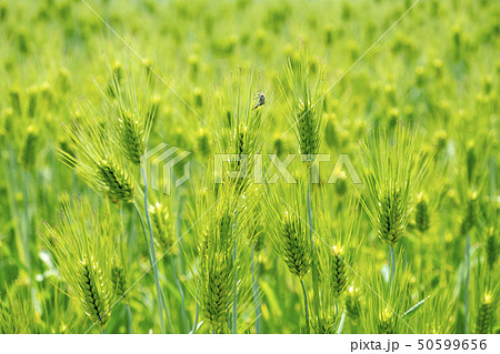 初夏の麦 麦畑　 50599656