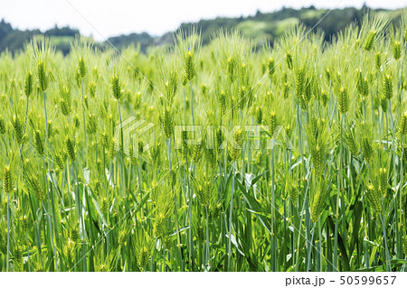 初夏の麦 麦畑 初夏の麦 麦畑 50599657