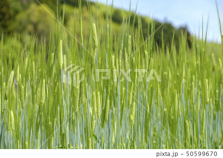 初夏の麦 麦畑　 50599670