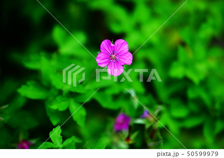 薬草　ゲンノショウコの花 50599979