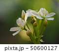 花 50600127