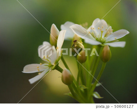 花 花 50600127
