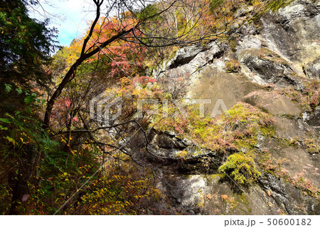 秋の大柳川渓谷 秋の大柳川渓谷 50600182
