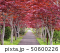 秋 50600226