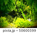 アクアリウム 50600399