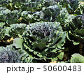 Morning sunlight with cauliflower head in the plot 50600483