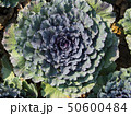 Morning sunlight with cauliflower head in the plot 50600484