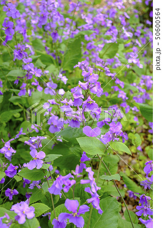 ハナダイコン 50600564