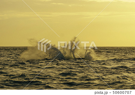 小笠原の海，夕焼け空にヘッドスラップするザトウクジラ 50600707