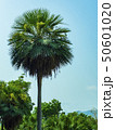 The big palm trees are flowering and sky blue. 50601020